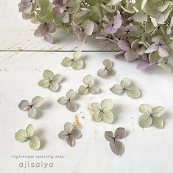 あじさい　花びら【国産　アナベル・オレガノパープル　30枚】あじさいのお福分け　 ＜ アジサイ 紫陽花 ＞ 1枚目の画像