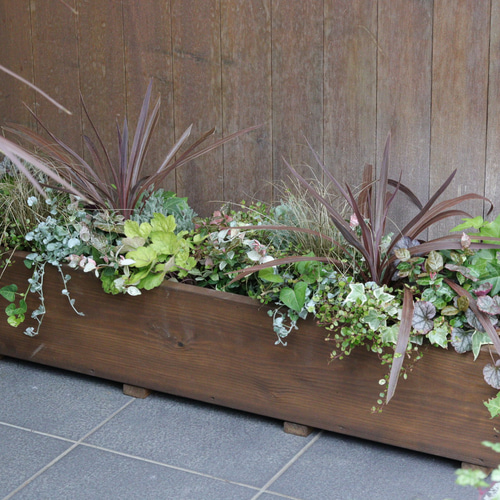 大人気商品♪大きなウッドプランターのカラーリーフ寄せ植え 大人気商品♪大きなウッドプランターのカラーリーフ寄せ植え