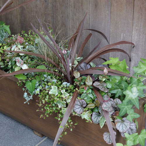 大人気商品♪大きなウッドプランターのカラーリーフ寄せ植え その他