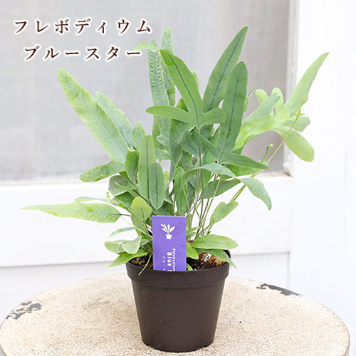 観葉植物 フレボディウム ブルースター 3号 シダ 丈夫 おしゃれ 育て