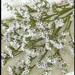 ハイブリッドチース今期高冷地新品種❣️オリンピアーナ小分け❣️ハンドメイド花材ドライフラワー 1枚目の画像