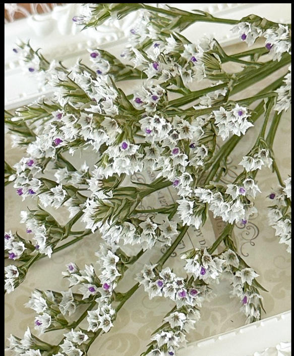 ハイブリッドチース今期高冷地新品種❣️オリンピアーナ小分け❣️ハンドメイド花材ドライフラワー 1枚目の画像