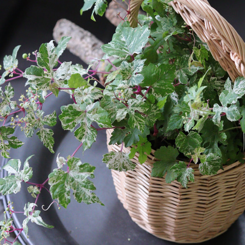 超目玉枠】 斑入り野葡萄のバスケット寄せ植えLsize 植物/観葉植物