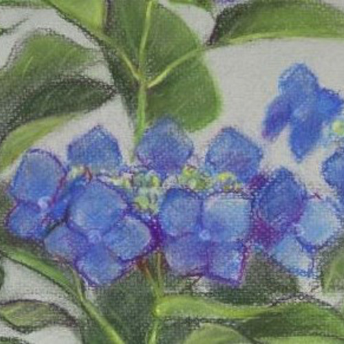 紫陽花パステル画8号