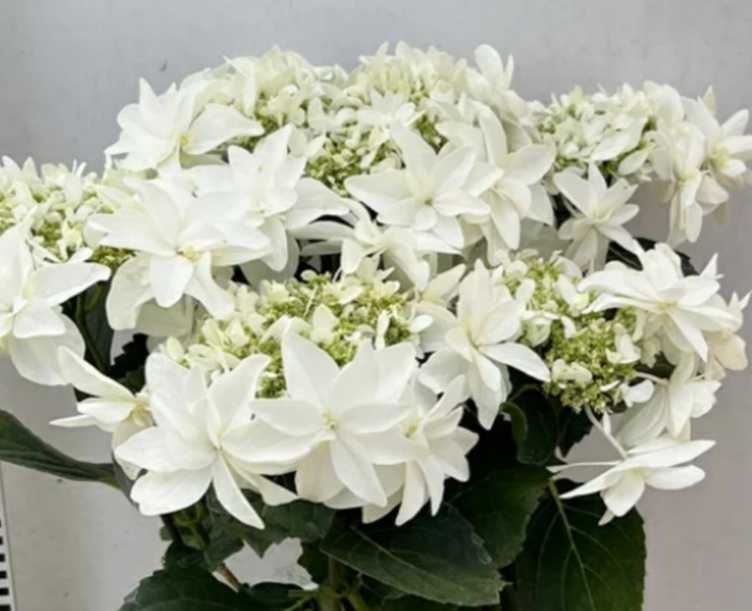 ご予約鑑賞用ご確認ページビラミット紫陽花 （水無月） 着膨れる