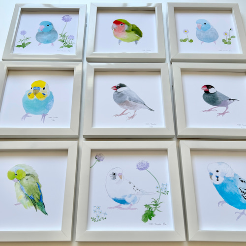 p-jet 正方形 数量限定直筆サイン入り複製画 コザクラインコ / 鳥