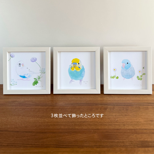 p-jet 正方形 数量限定直筆サイン入り複製画 セキセイインコ