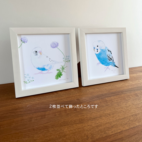 p-jet 正方形 数量限定直筆サイン入り複製画 セキセイインコ p-jet 正方形 数量限定直筆サイン入り複製画 セキセイインコ