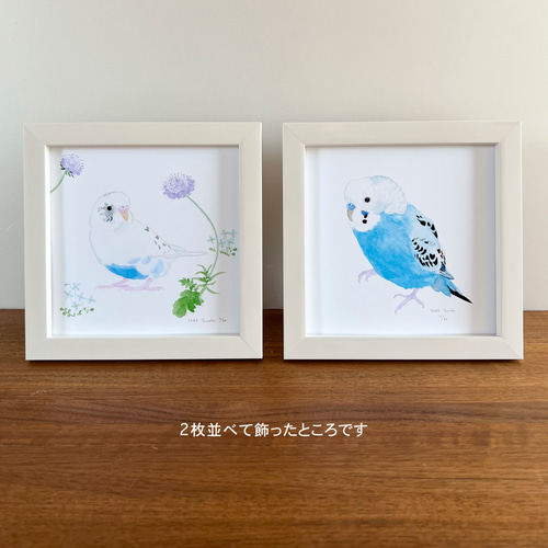p-jet 正方形 数量限定直筆サイン入り複製画 セキセイインコ 白