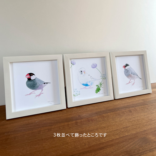 p-jet 正方形 数量限定直筆サイン入り複製画 セキセイインコ 白