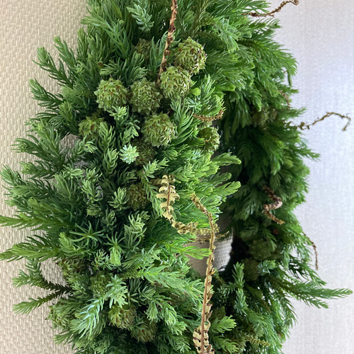 受注制作】森のリース ~青みがかった杉の若葉 リース 音の庭 ~dried