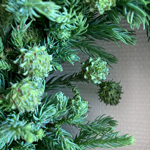 受注制作】森のリース ~青みがかった杉の若葉 リース 音の庭 ~dried