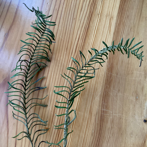 受注制作】森のリース ~青みがかった杉の若葉 リース 音の庭 ~dried