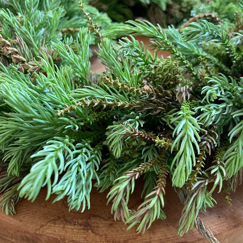 受注制作】森のリース ~青みがかった杉の若葉 リース 音の庭 ~dried