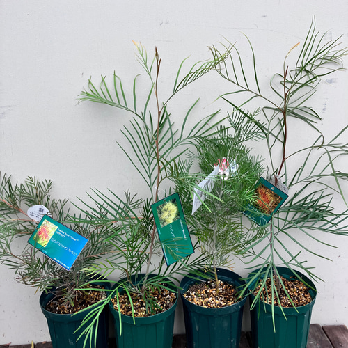 グレビレア＊常緑樹＊花木＊シンボルツリー＊ガーデニング アート