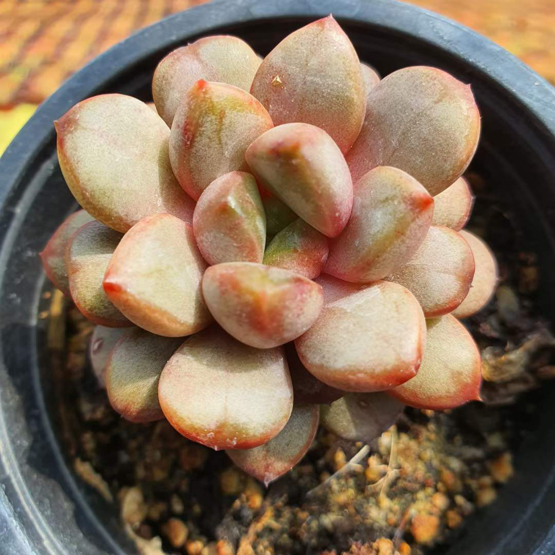 多肉植物　オンスロー錦　美苗　群生　抜き苗 多肉植物 モンロー錦 美苗 抜き苗