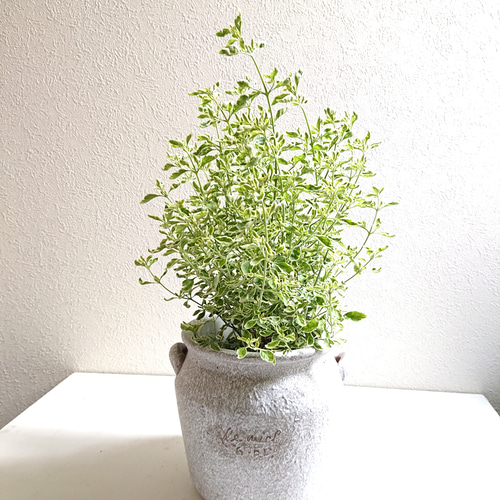 ○数量限定○新作○希少 ”ミントブッシュ ミラクルスター