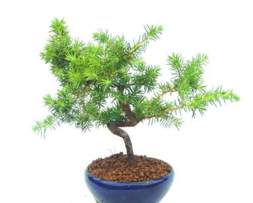 杜松盆栽 面白い木です