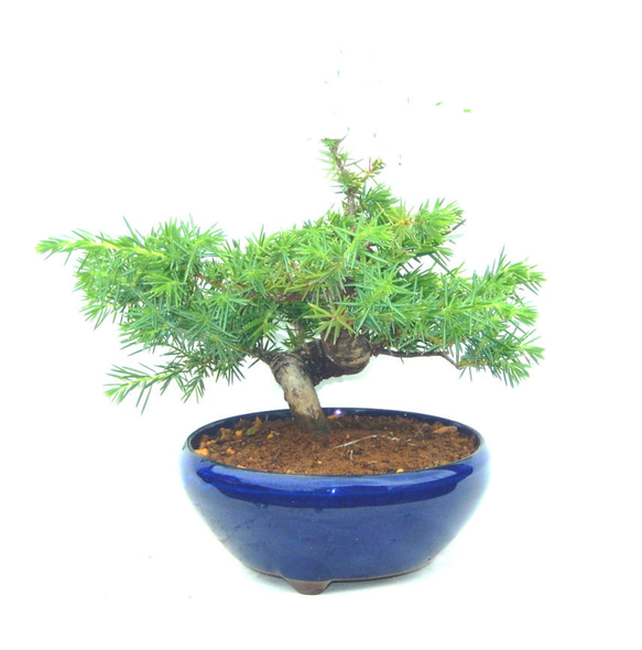 杜松 としょう さし芽から20年程度育てたものです ミニ盆栽 鉢付 小品