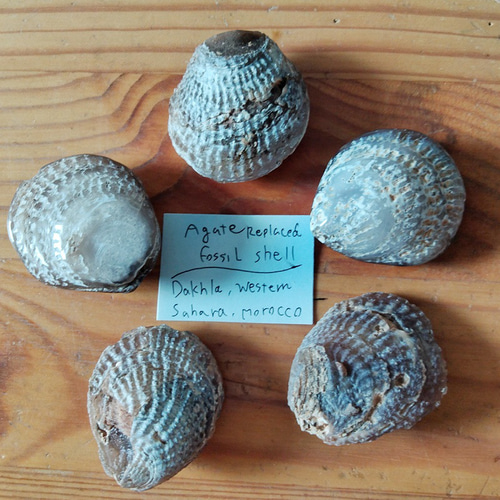 シェルアゲート磨きA◇瑪瑙化二枚貝37mm 天然石 HAYSTONE 通販