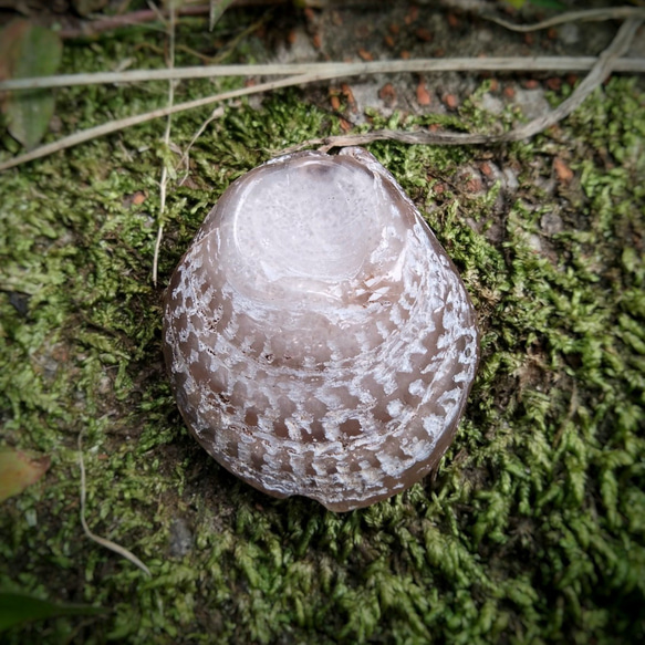 シェルアゲート磨きB◇瑪瑙化二枚貝38mm 天然石 HAYSTONE 通販