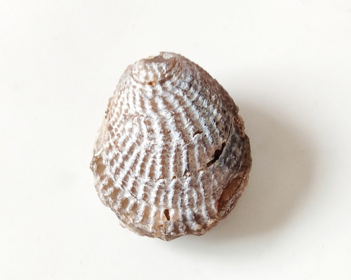 水入り 瑪瑙 a-2 シェルアゲート未研磨C◇瑪瑙化二枚貝36mm 天然石 HAYSTONE 通販