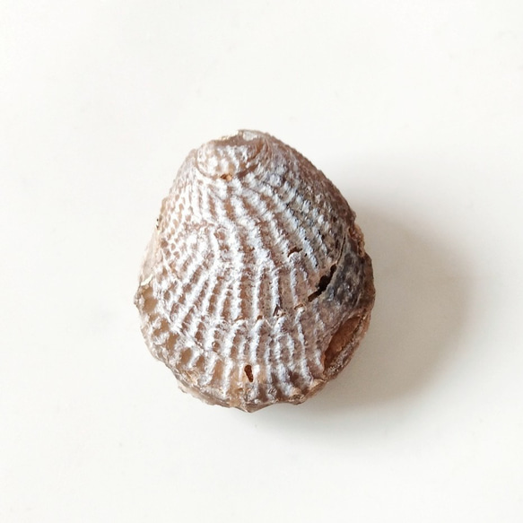 シェルアゲート未研磨C◇瑪瑙化二枚貝36mm 天然石 HAYSTONE 通販