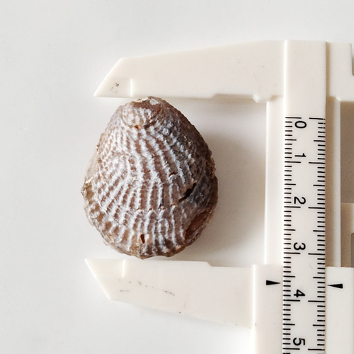 シェルアゲート未研磨C◇瑪瑙化二枚貝36mm 天然石 HAYSTONE 通販