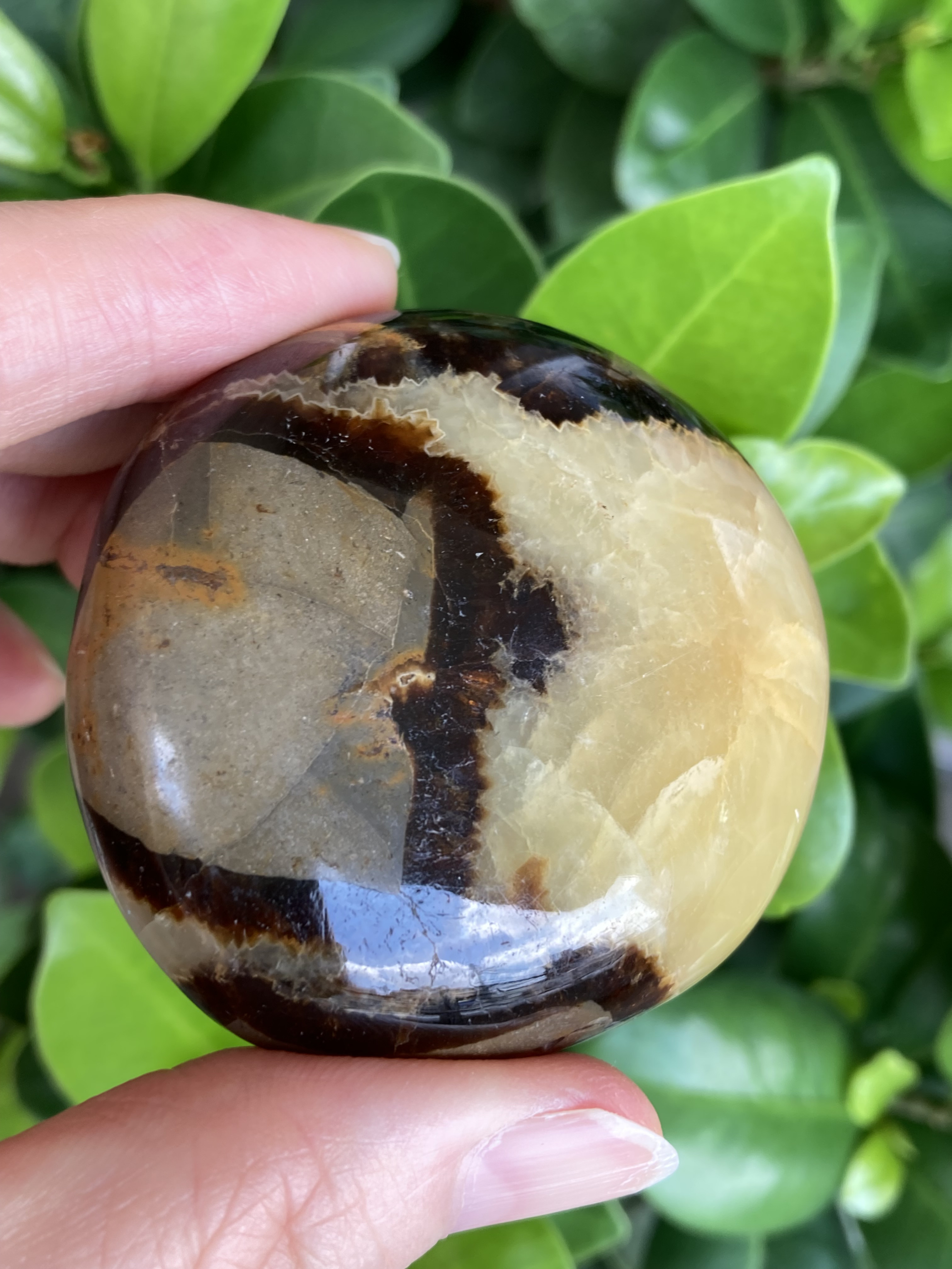 セキュアベースのようなセプタリアンパーム