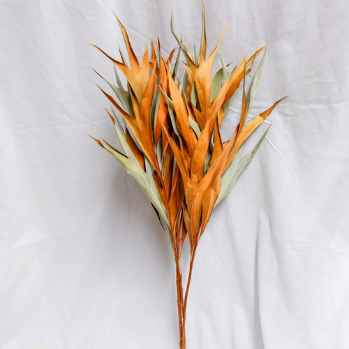 20本　グレヴィリアゴールド　#1 20本 グレヴィリアゴールド #1 - メルカリ