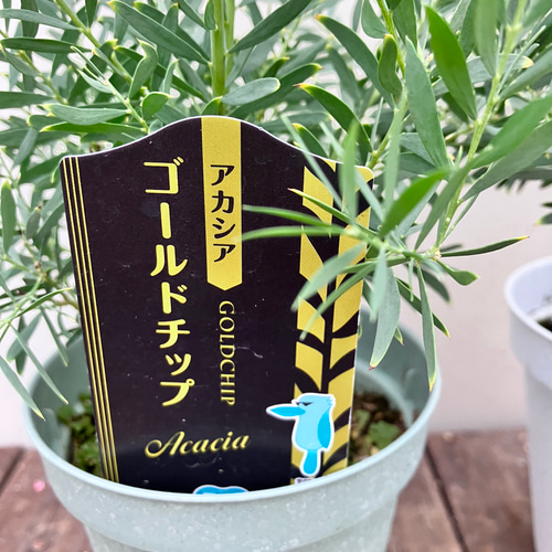 アカシア＊ゴールドチップ＊珍しいミモザアカシア＊ガーデニング