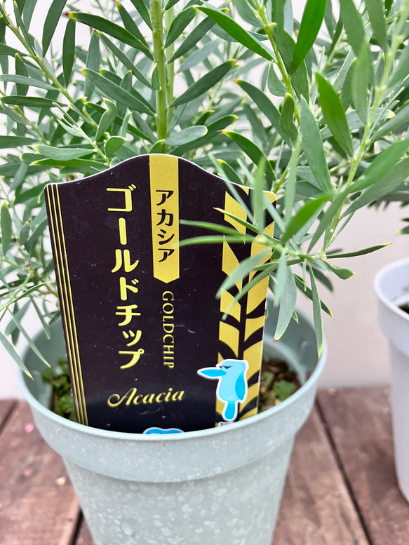 アカシア＊ゴールドチップ＊珍しいミモザアカシア＊ガーデニング