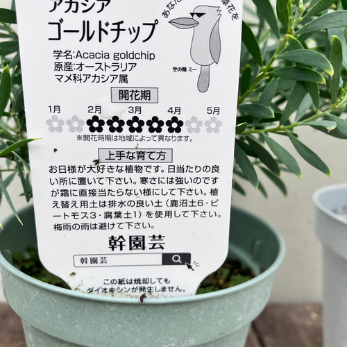 新品種アカシア「ゴールドチップ」7号鉢130cm大株 アカシア