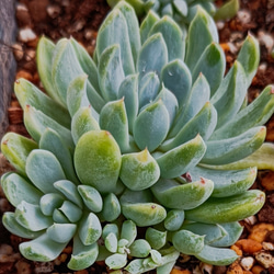 ホワイトライン　多肉植物 1枚目の画像