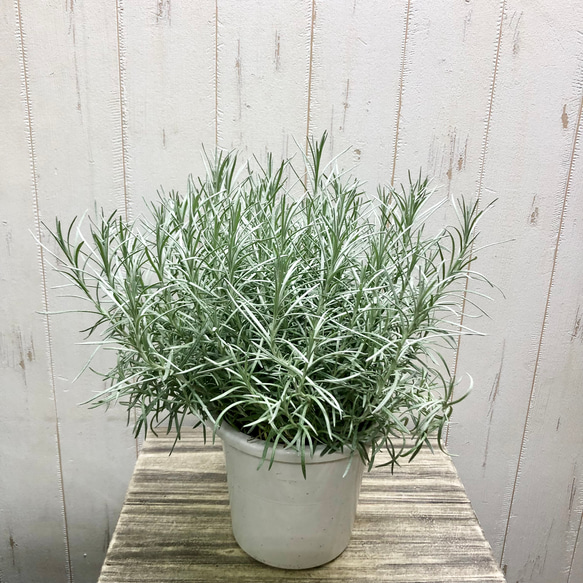 オーガニック　カレーリーフ　数株一緒になって巨大化！ 鉢植え 約1メートル超 超大株 ハーブ カレープラント その他インテリア雑貨 PLANTS SHOP