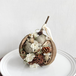 幸せを呼ぶ木の実・ブッダナッツ（ベルガムナッツ・ポプラコーン）S