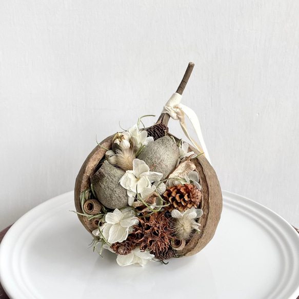 幸せを呼ぶ木の実・ブッダナッツ（ベルガムナッツ・ポプラコーン）S