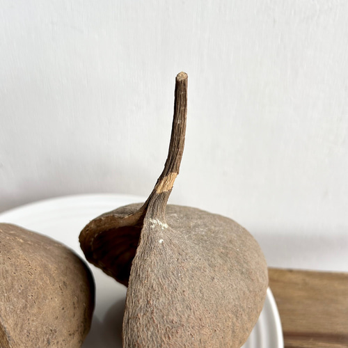 幸せを呼ぶ木の実・ブッダナッツ（ベルガムナッツ・ポプラコーン）S