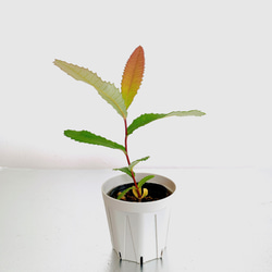 リューカデンドロン プルモサス ルブルム 新鮮な種子15粒 オージー