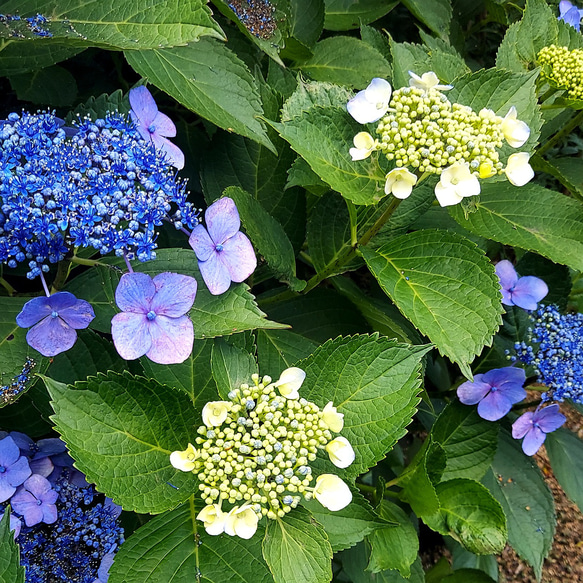 【受注制作】アロマワックスサシェ～紫陽花×ラベンダー～丸型 6枚目の画像