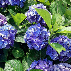 【受注制作】アロマワックスサシェ～紫陽花×ラベンダー～丸型 4枚目の画像