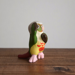 Dancing Conure 第6張的照片