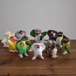 Dancing Conure 第4張的照片