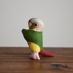 Dancing Conure 第3張的照片