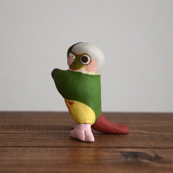 Dancing Conure 第3張的照片