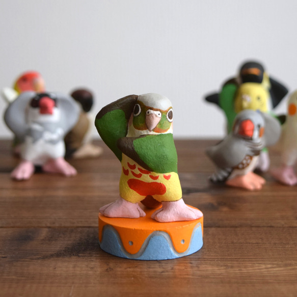 Dancing Conure 第1張的照片