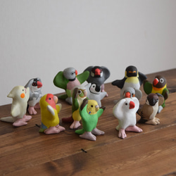 Dancing Conure 第8張的照片