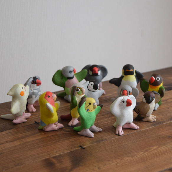 Dancing Conure 第8張的照片