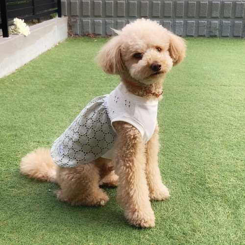 犬服【3S〜DM】サークルレースのワンピース(アプリコット