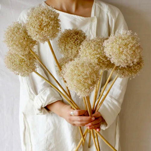 アリウム 2本set ドライフラワー インテリア ネイティブフラワー